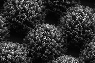 湛江湛江蔡司显微镜